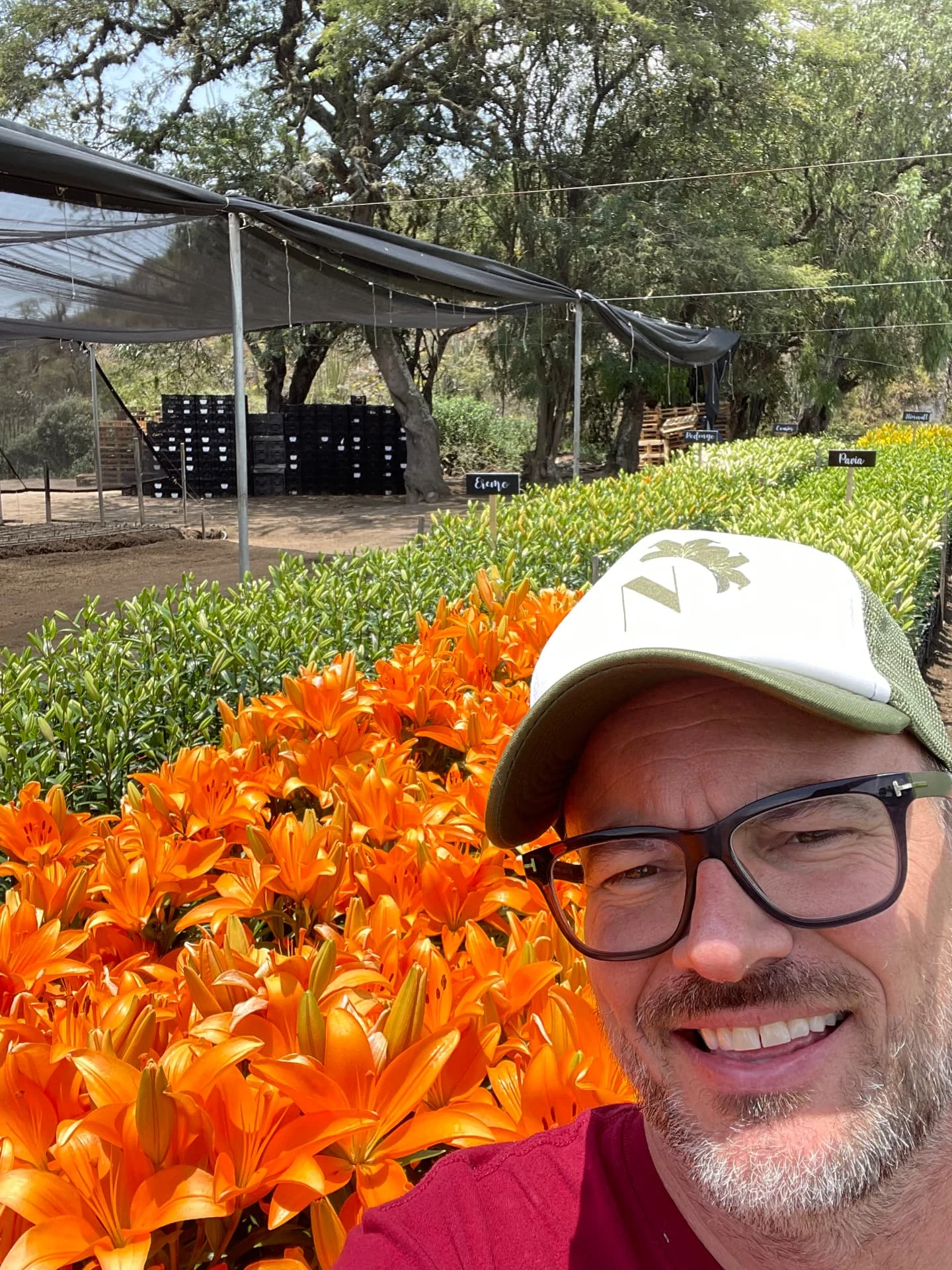 A smiling farm visitor beside beds of bright orange lilies