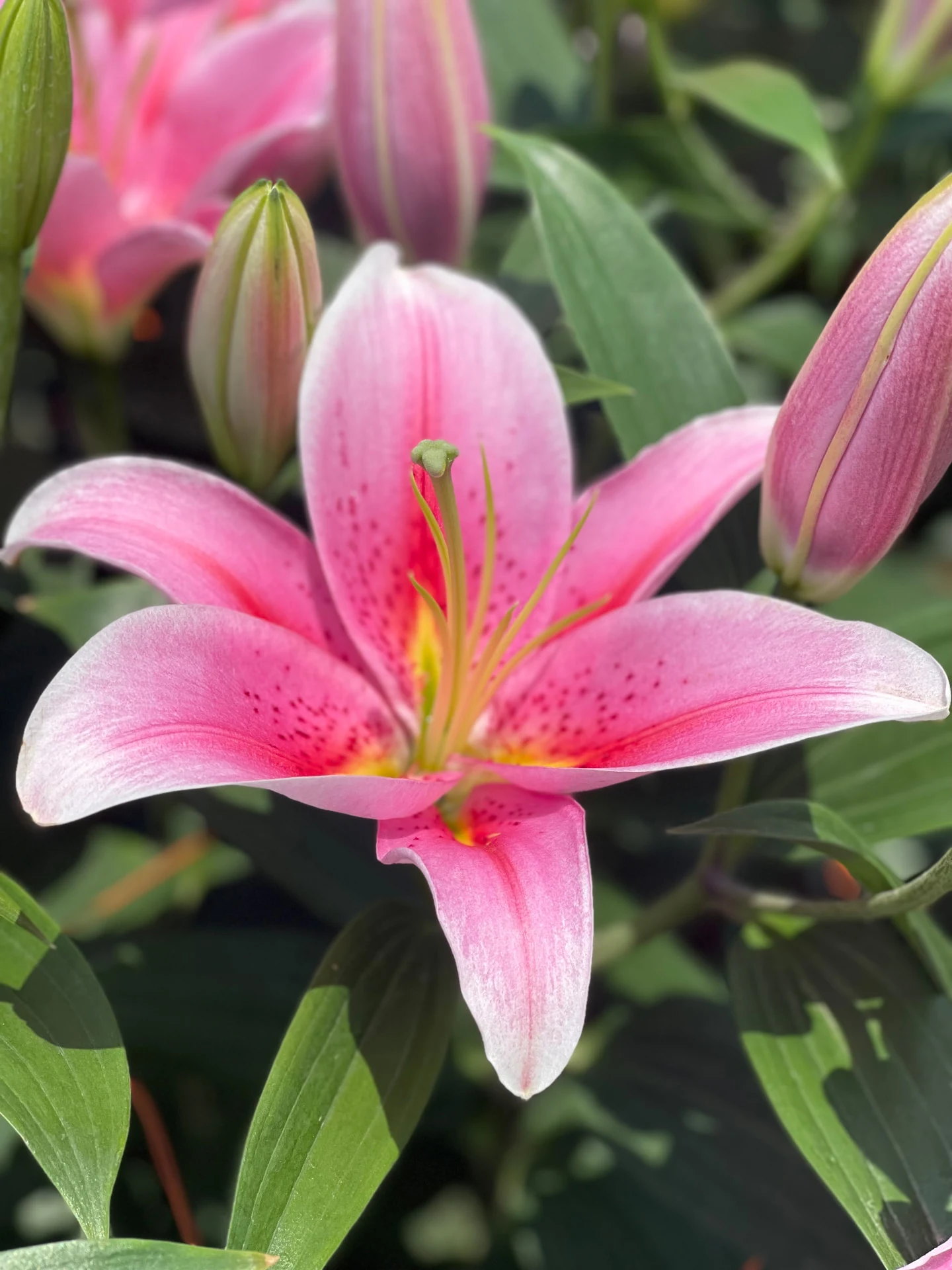 A pink lily in bloom with unopened buds alongside it