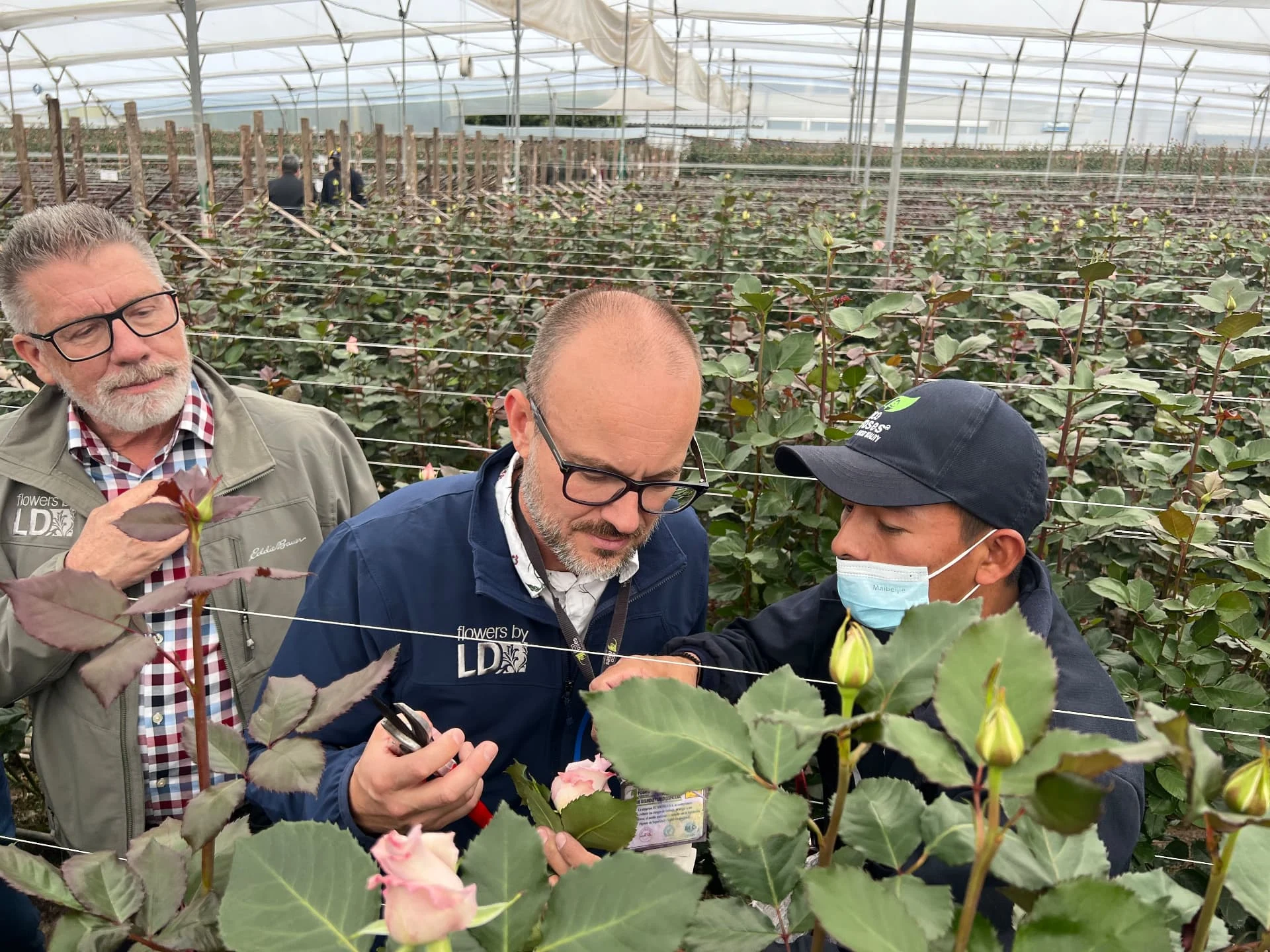 Flowers by LD visiting a rose greenhouse and examining blooms with a grower
