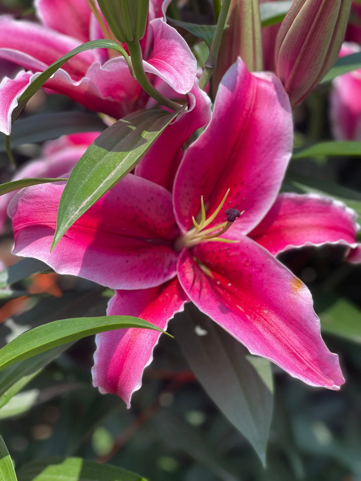 Deep pink and burgundy lilies growing at a flower farm